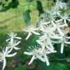 Sweet Autumn Clematis Live Plant – 4" Pot, Well Rooted – Climbing Vine - Image 1