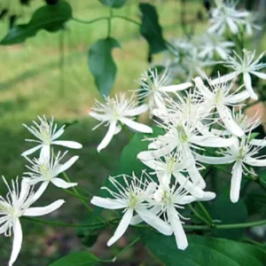 Sweet Autumn Clematis Live Plant – 4" Pot, Well Rooted – Climbing Vine - Image 2