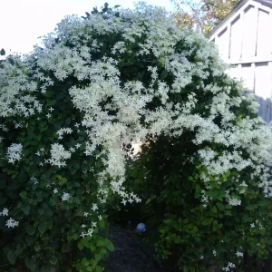 Sweet Autumn Clematis Vine - Fragrant White Flowers Live Plant - 2.5 inch Pot - Image 1