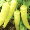 Sweet Banana Pepper Seeds - Non-GMO Heirloom Vegetable Seeds - 30+ Count - Image 1
