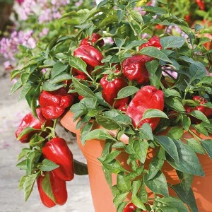 Sweet Basket Red Pepper Seeds - 1000 Count, Annual Vegetable Seeds Outdoor - Image 2