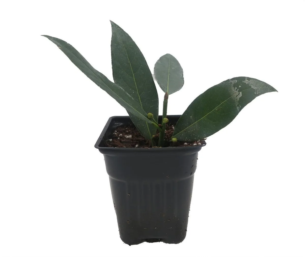 Sweet Bay Laurel Live Plant - Laurus nobilis - 4 inch Pot - Culinary Herb - Image 2