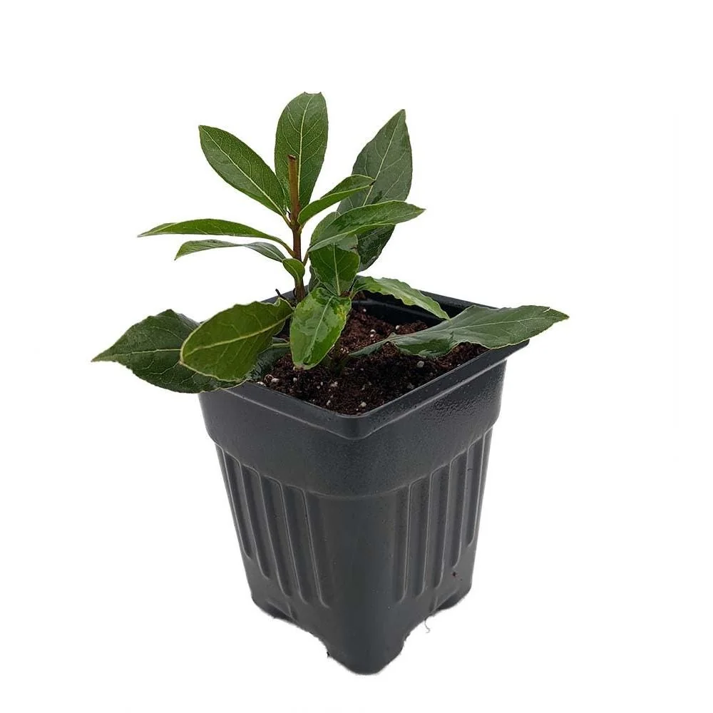 Sweet Bay Laurel Live Plant - Laurus nobilis - 4 inch Pot - Culinary Herb - Image 3