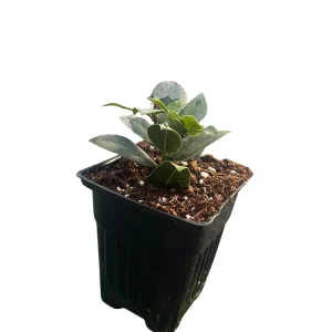 Sweet Bay Laurel Live Plant - Laurus nobilis - 4 inch Pot - Culinary Herb - Image 4