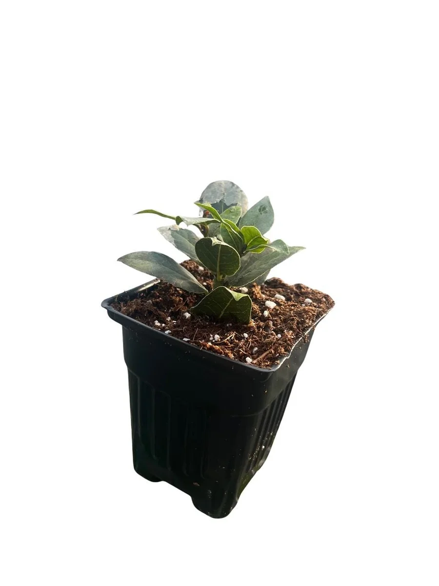 Sweet Bay Laurel Live Plant - Laurus nobilis - 4 inch Pot - Culinary Herb - Image 4