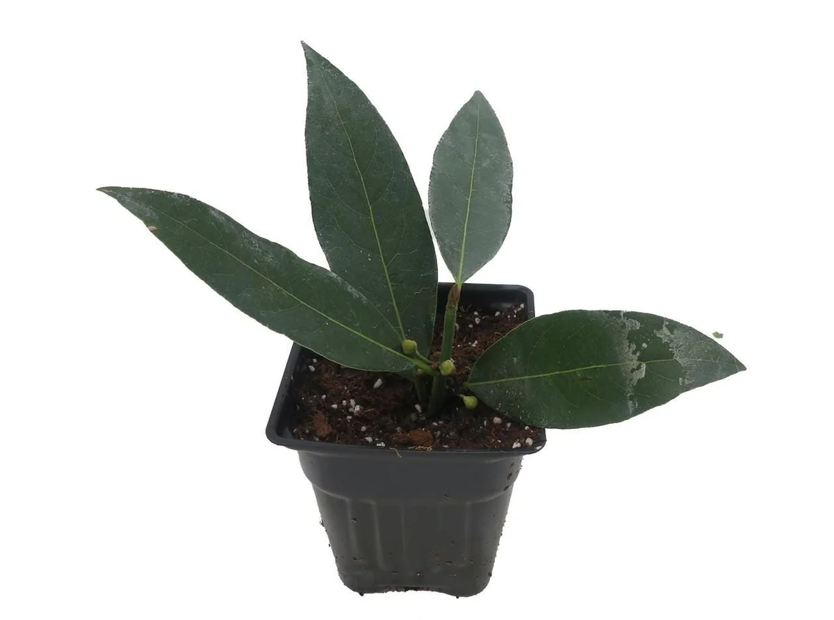 Sweet Bay Laurel Live Plant - Laurus nobilis - 4 inch Pot - Culinary Herb - Image 1