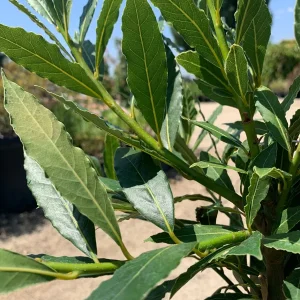 Sweet Bay Live Plant - Compact Aromatic Bay Laurel Tree - 1 Ft Tall in 6 Inch Pot - Image 2