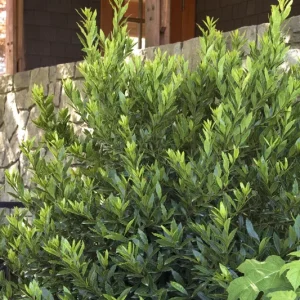Sweet Bay Live Plant - Compact Aromatic Bay Laurel Tree - 1 Ft Tall in 6 Inch Pot - Image 3