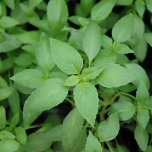 Sweet Dani Basil Seeds - 500 Count, Annual Culinary Herb, Indoor & Outdoor - Image 2
