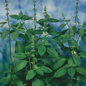 Sweet Dani Basil Seeds - 500 Count, Annual Culinary Herb, Indoor & Outdoor - Image 3