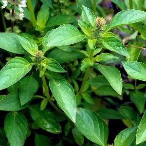 Sweet Dani Basil Seeds - 500 Count, Annual Culinary Herb, Indoor & Outdoor - Image 1