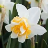 Sweet Desire Double Daffodil Bulbs - 5 Pack - 14/16 cm - Fragrant Yellow & White Flowers - Image 1