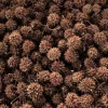 Sweet Gum Balls - Natural Pods for Crafts, Weddings, Decor, & Planting - Image 1