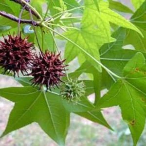 Sweet Gum Balls - Natural Pods for Crafts, Weddings, Decor, & Planting - Image 7