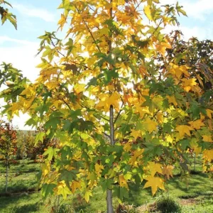 Sweet Gum Tree (Liquidambar styraciflua) 2 Bare-root - Deciduous Outdoor Tree - Image 2