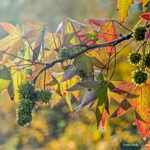 Sweet Gum Tree (Liquidambar styraciflua) 2 Bare-root - Deciduous Outdoor Tree - Image 3