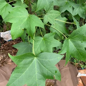 Sweet Gum Tree Live Plant – 6-12 inches Tall – Quart Pot – Brilliant Fall Color – Outdoor - Image 2