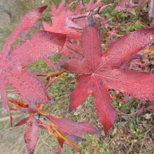 Sweet Gum Tree Live Plant – 6-12 inches Tall – Quart Pot – Brilliant Fall Color – Outdoor - Image 3
