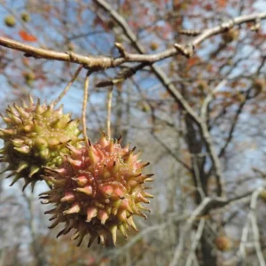 Sweet Gum Tree Live Plant – 6-12 inches Tall – Quart Pot – Brilliant Fall Color – Outdoor - Image 4