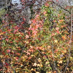 Sweet Gum Tree Live Plant – 6-12 inches Tall – Quart Pot – Brilliant Fall Color – Outdoor - Image 7