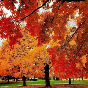 Sweet Gum Tree Live Plant – Quart Pot – Deciduous Fall Color – USDA Zones 5-9 - Image 10