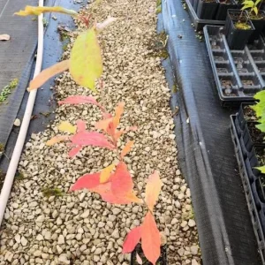 Sweet Gum Tree Live Plant – Quart Pot – Deciduous Fall Color – USDA Zones 5-9 - Image 5