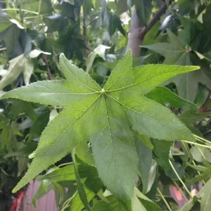 Sweet Gum Tree Live Plant – Quart Pot – Deciduous Fall Color – USDA Zones 5-9 - Image 6