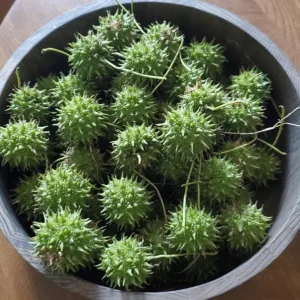 Sweet Gum Tree Live Plant – Quart Pot – Deciduous Fall Color – USDA Zones 5-9 - Image 7