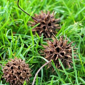 Sweet Gum Tree Live Plant – Quart Pot – Deciduous Fall Color – USDA Zones 5-9 - Image 8