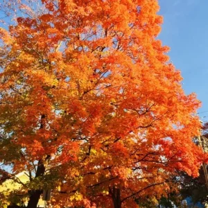 Sweet Gum Tree Live Plant – Quart Pot – Deciduous Fall Color – USDA Zones 5-9 - Image 9