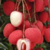 Sweet Heart Lychee Live Plant – 2 Feet Tall Tree in 3 Gallon Pot – Airlayered - Image 1