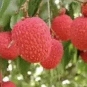 Sweet Lychee Live Air-layered Tree - 2 Feet Tall, Edible Fruit Tree, Outdoor - Image 4