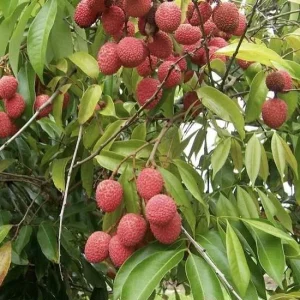 Sweet Lychee Live Air-layered Tree 2 Feet Tall - Fruit Plant Outdoor - Image 5