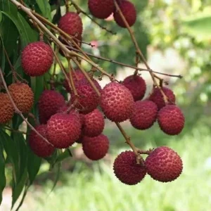 Sweet Lychee Live Air-layered Tree 2 Feet Tall - Fruit Plant Outdoor - Image 6