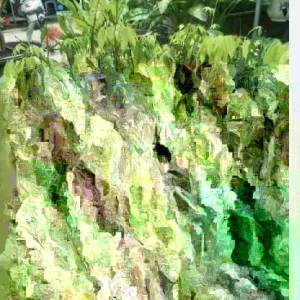 Sweet Lychee Live Air-layered Tree 2 Feet Tall - Fruit Plant Outdoor - Image 7