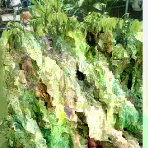 Sweet Lychee Live Air-layered Tree 2 Feet Tall - Fruit Plant Outdoor - Image 8