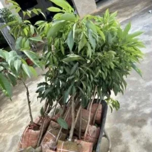 Sweet Lychee Live Plant - Air-layered Fruit Tree, 2 Feet Tall - Outdoor Tropical Edible - Image 2