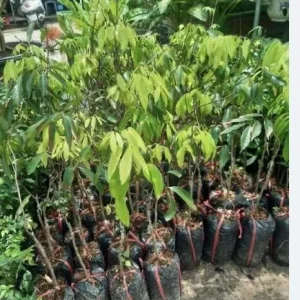 Sweet Lychee Live Plant - Air-layered Fruit Tree, 2 Feet Tall - Outdoor Tropical Edible - Image 8