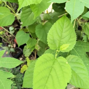 Sweet Mulberry Tree Live Plant - Half Gallon Pot - Outdoor Fruit Tree - Image 2