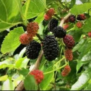 Sweet Mulberry Tree Live Plant - Half Gallon Pot - Outdoor Fruit Tree - Image 3