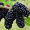 Sweet Mulberry Tree Live Plant - Half Gallon Pot - Outdoor Fruit Tree - Image 1