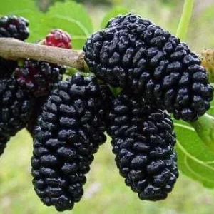 Sweet Mulberry Tree Live Plant - Half Gallon Pot - Outdoor Fruit Tree - Image 1
