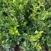 Sweet Olive Live Plant (Osmanthus Fragrans) 1-2 Feet Tall, 1 Gallon Pot - Image 1