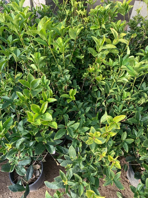 Sweet Olive Live Plant (Osmanthus Fragrans) 1-2 Feet Tall, 1 Gallon Pot - Image 1