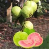 Sweet Pink Guava Tree Live Plant, Tropical Fruit, Fragrant, Starter Size 5-9" Tall, Outdoor - Image 1