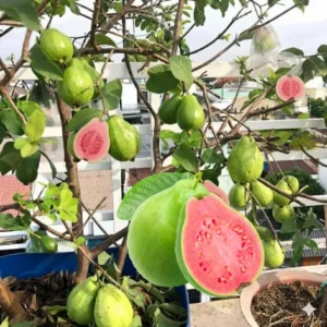 Sweet Pink Guava Tree Live Plant, Tropical Fruit, Fragrant, Starter Size 5-9" Tall, Outdoor - Image 2