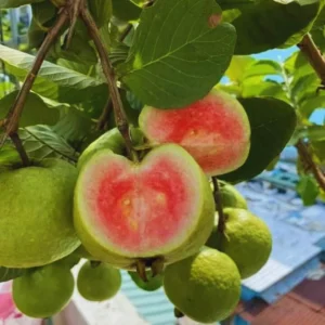 Sweet Pink Guava Tree Live Plant, Tropical Fruit, Fragrant, Starter Size 5-9