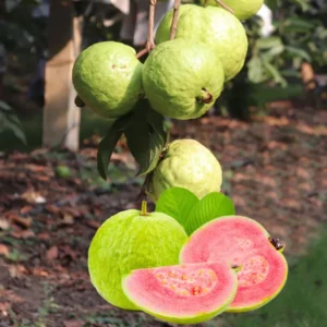 Sweet Pink Guava Tree Live Plant, Tropical Fruit, Fragrant, Starter Size 5-9" Tall, Outdoor - Image 1