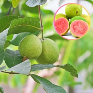 Sweet Pink Guava Tree Live Plant, Tropical Fruit, Fragrant, Starter Size 5-9