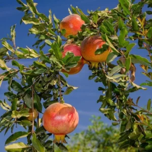 Sweet Pomegranate Tree Starter Plant - Punica granatum 'Sweet' - Live Fruit Tree - Image 7